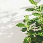 当サロンの特徴